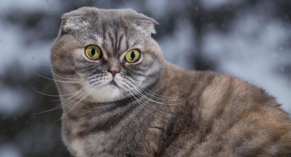 scottish-fold