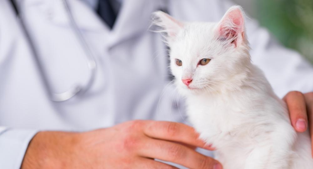 kidney failure in cats