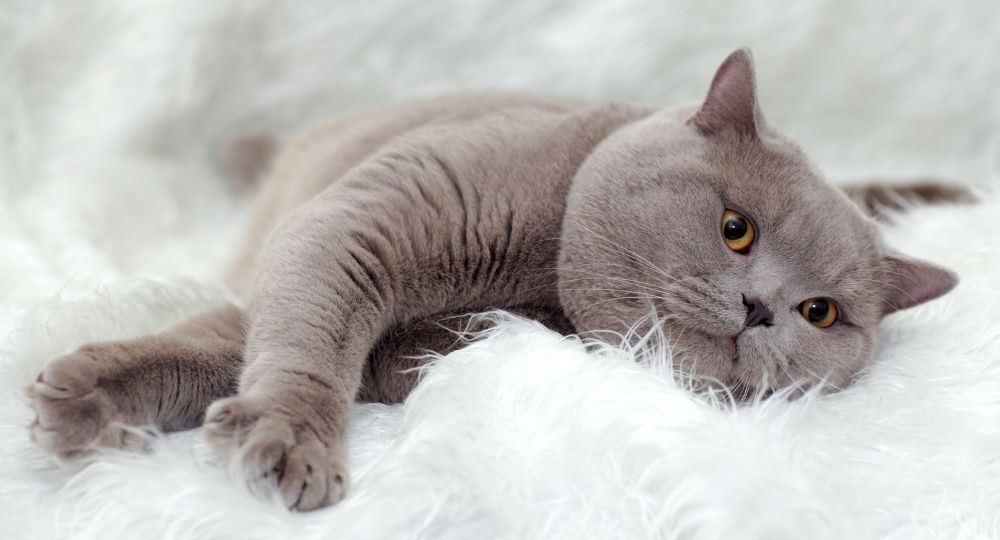 british-shorthair 