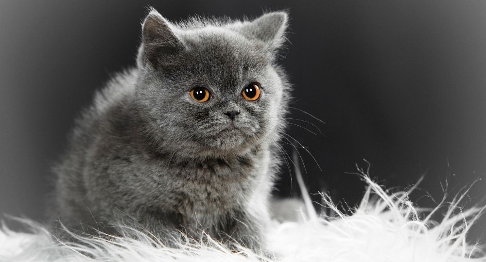 british-shorthair 