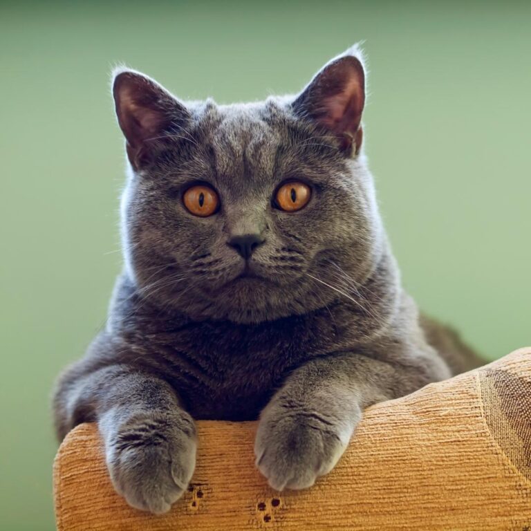 British Shorthair Özellikleri için 5 Bilmeniz Gereken Bilgi!