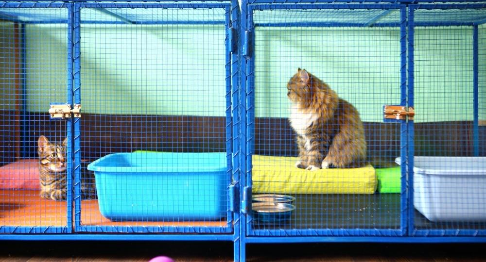 adopt-a-cat-from-a-shelter