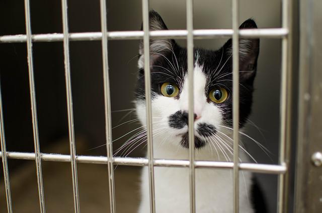 adopt-a-cat-from-a-shelter