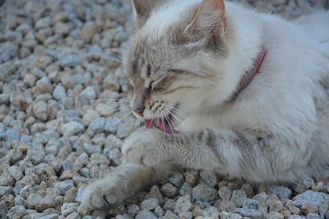 where-should-the-cat-toilet-be-at-home