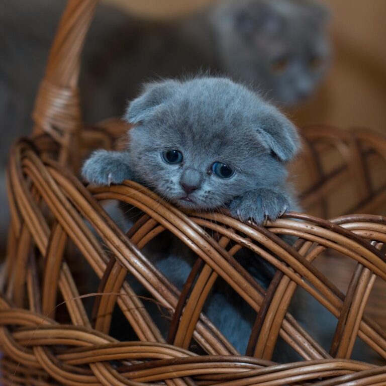 1 Haftalık Annesiz Yavru Kedi Bakımı Nasıl Yapılır?