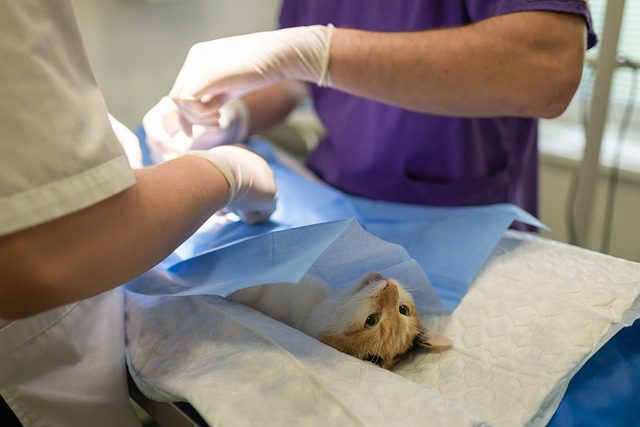 kidney failure in cats