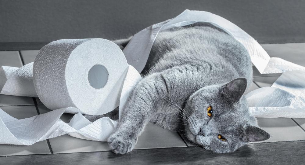 where-should-the-cat-toilet-be-at-home