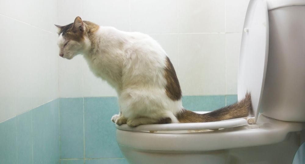 where-should-the-cat-toilet-be-at-home