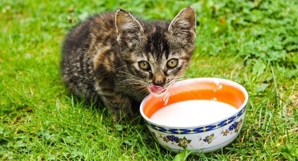 kitten-cat-eats-yogurt-mi