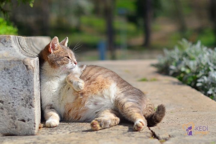 How to tell if a cat is pregnant?