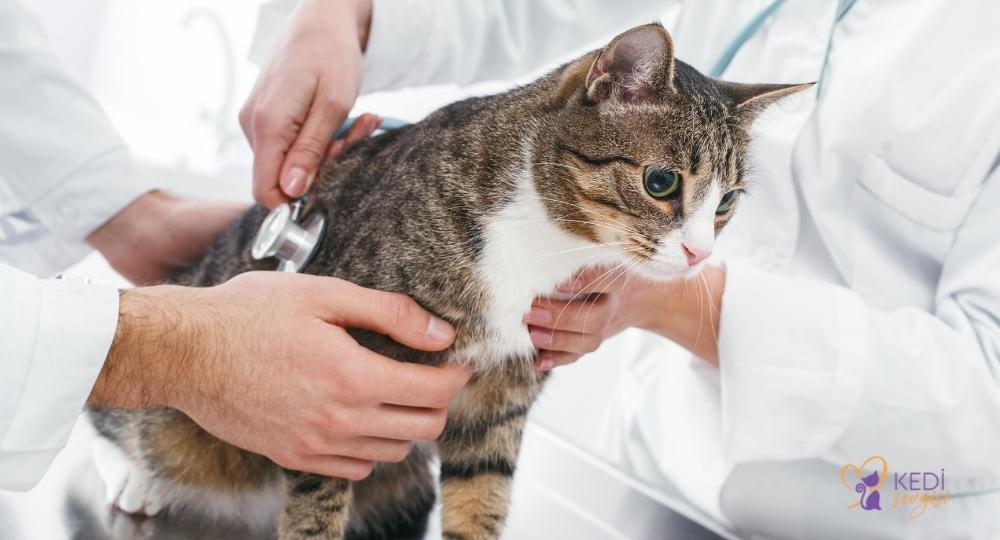 most-positive-cat-diseases