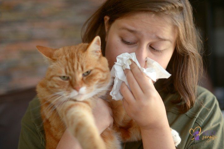 Cat Allergy, Symptoms and Treatment