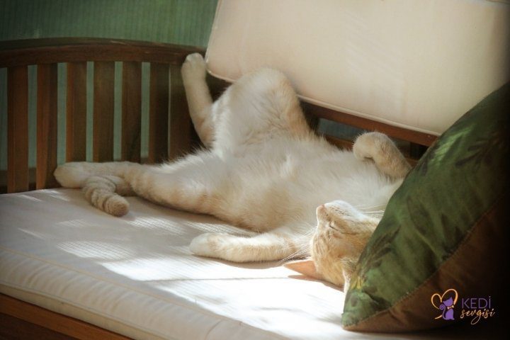 Why do cats sleep on their backs?