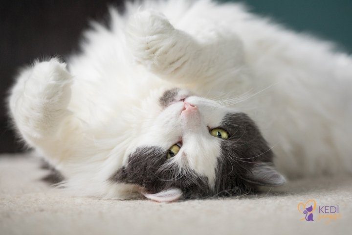 Why do cats sleep on their backs?