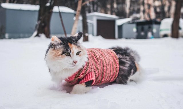 hypothermia in cats