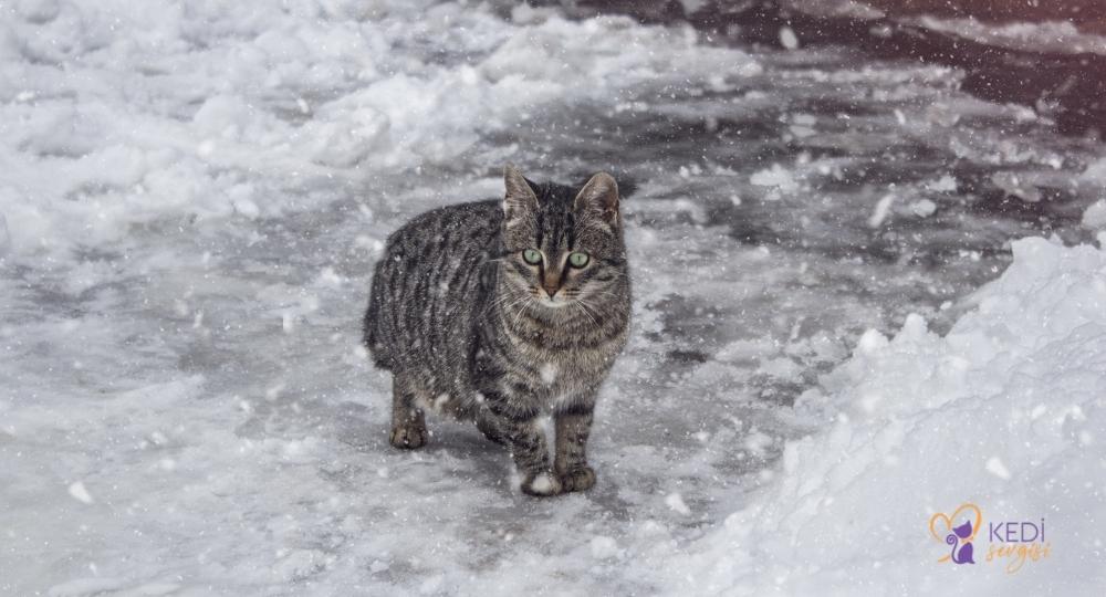 hypothermia in cats