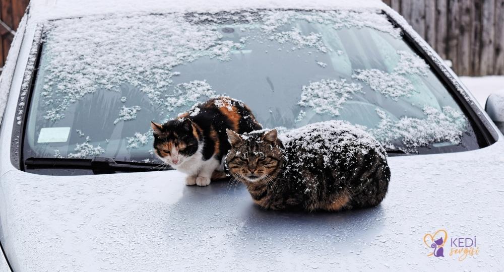 hypothermia in cats