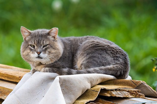 signs-of-old-age-in-cats