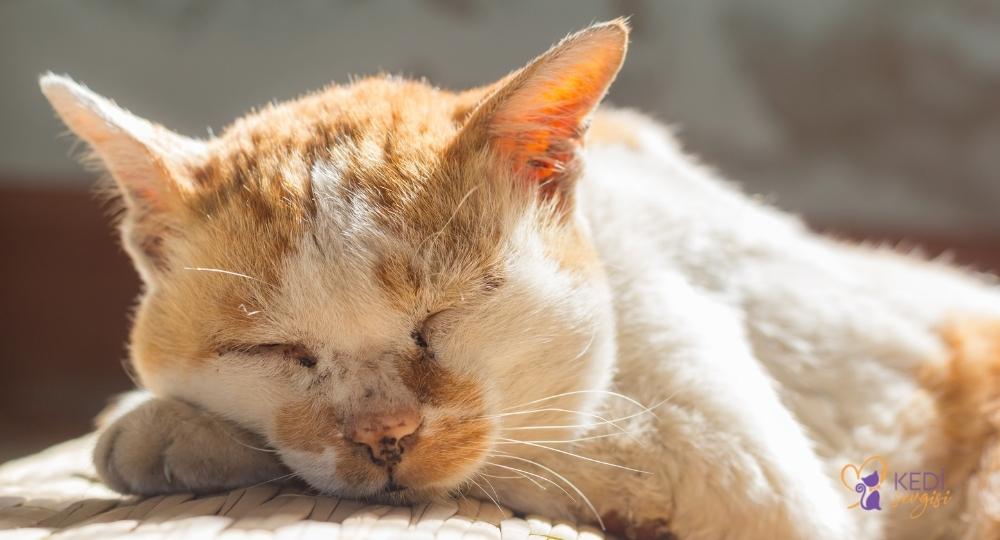 signs-of-old-age-in-cats