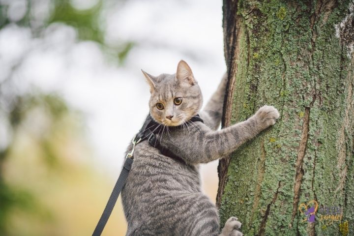 Do Cats Wear Collars?