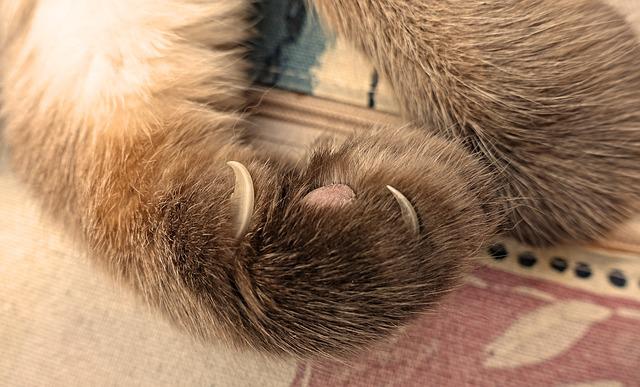 how-to-cut-a-cat's-nail