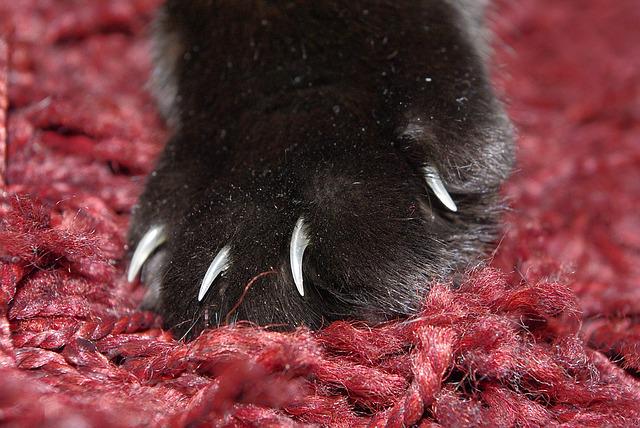 how-to-cut-a-cat's-nail