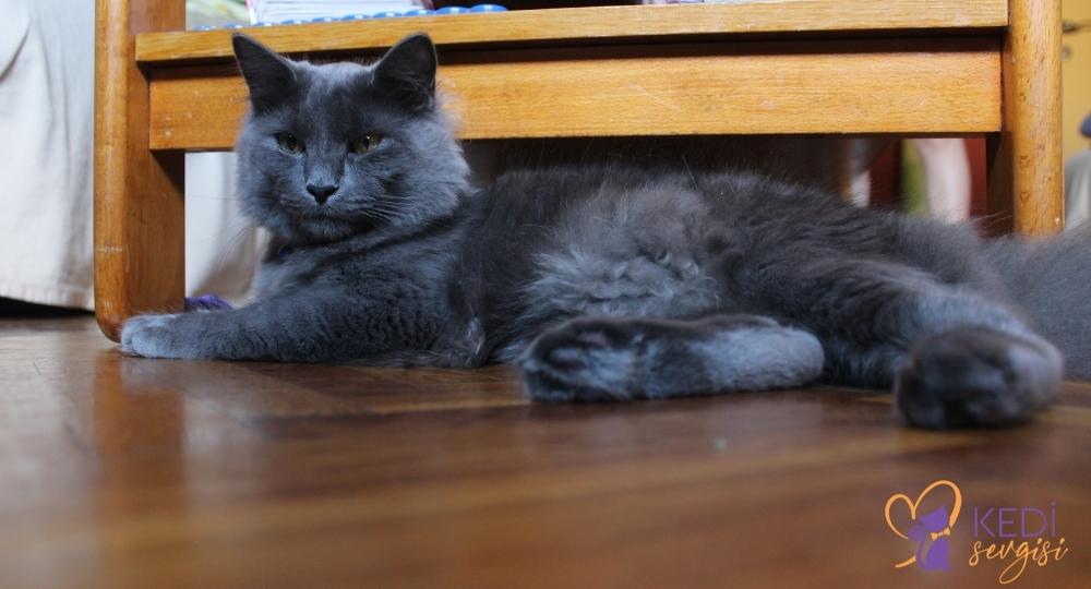 nebelung-cat