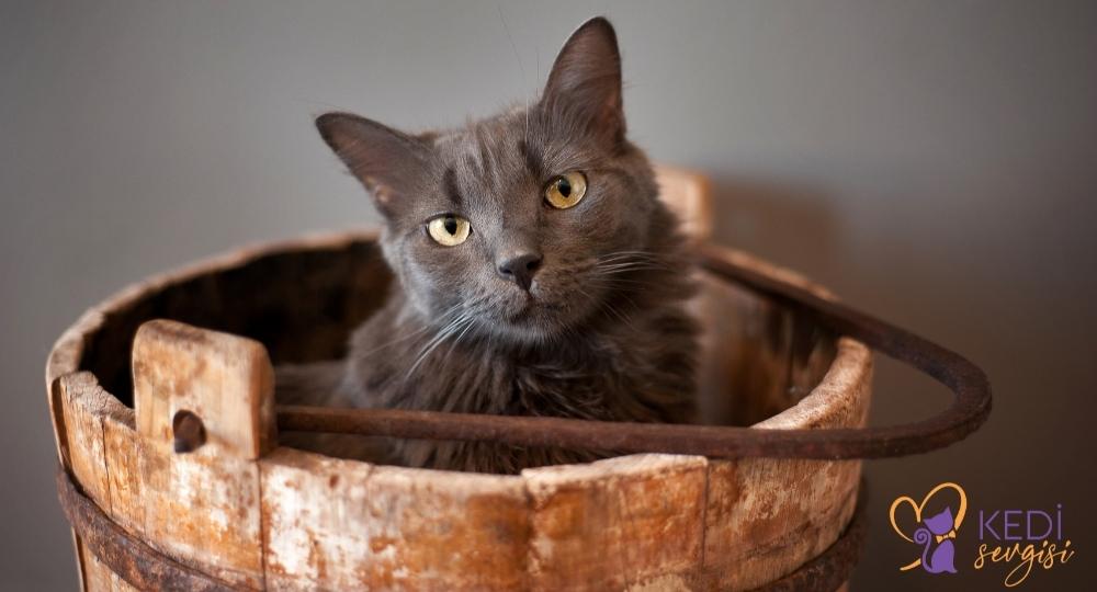 nebelung-cat