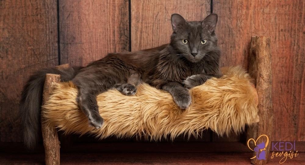 nebelung-cat