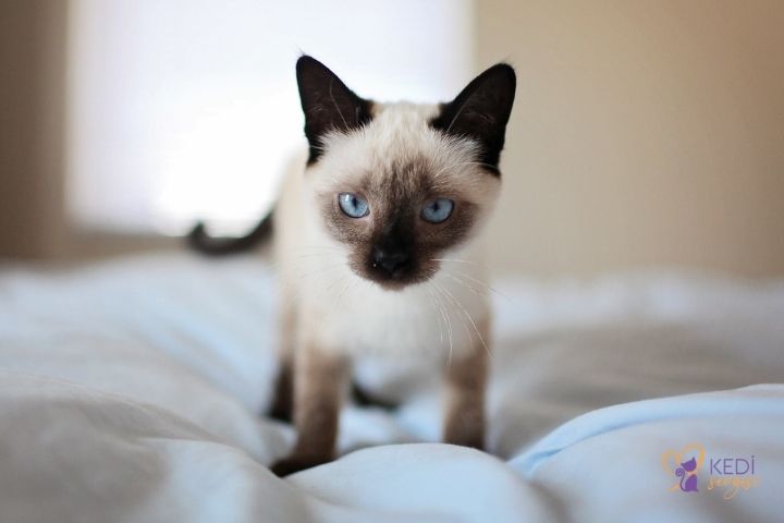 Siamese Cat Breed and Characteristics