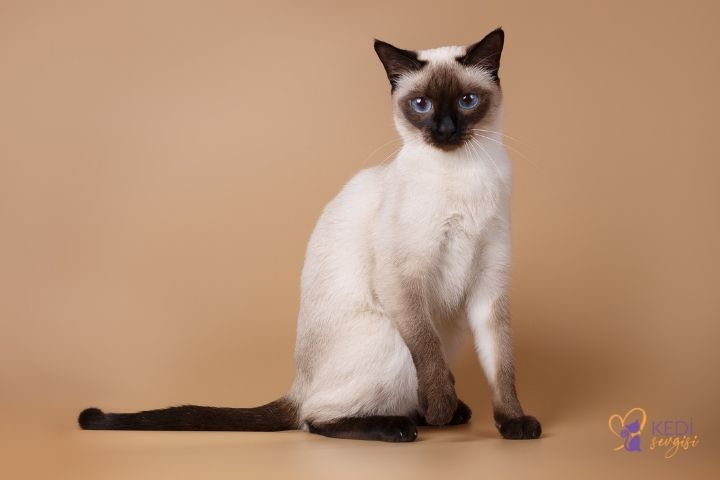 Siamese Cat Breed and Characteristics