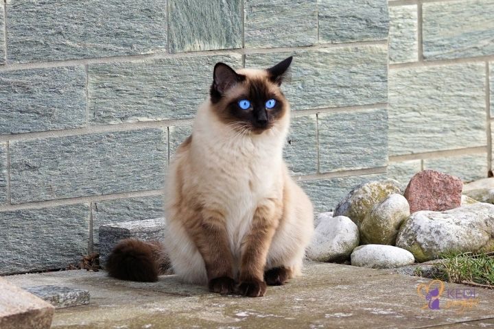 Siamese Cat Breed and Characteristics