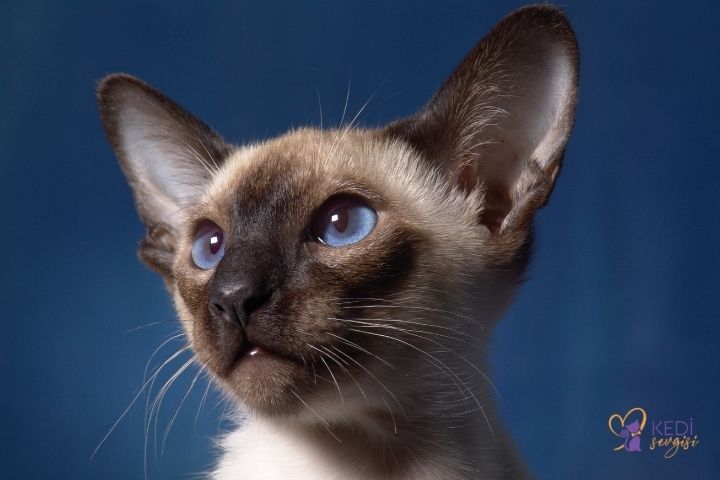 Siamese Cat Breed and Characteristics