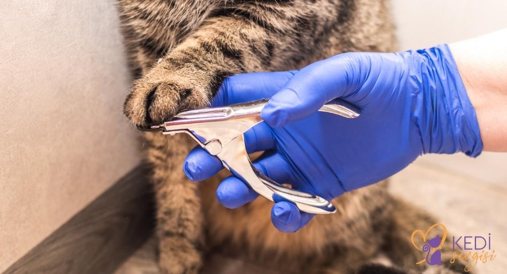 how-to-cut-a-cat's-nail