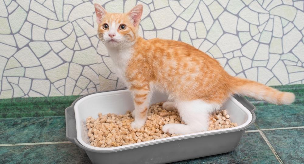 diarrhea in kittens