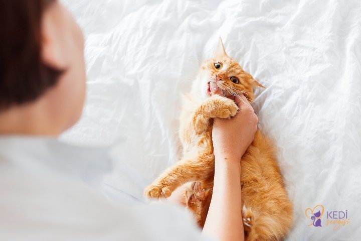 Why do kittens bite?