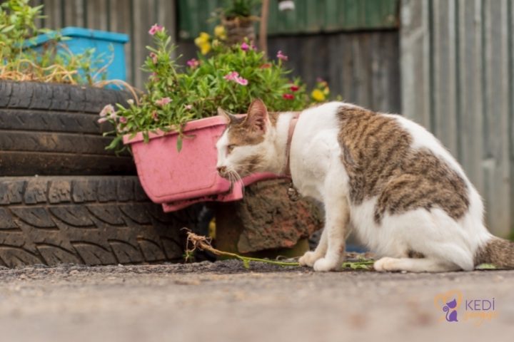 en-guzel-kedi-cinsleri