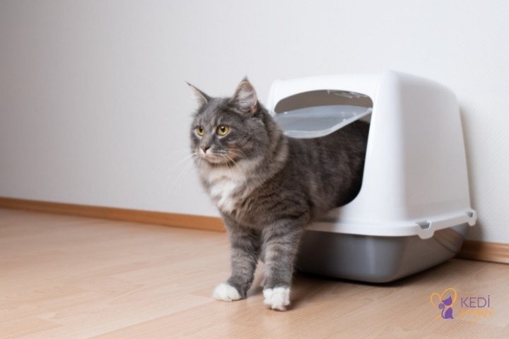 best-cat-toilet