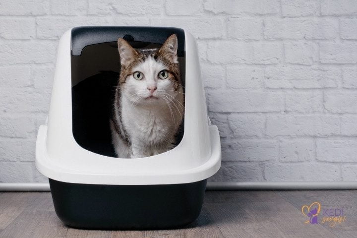 best-cat-toilet