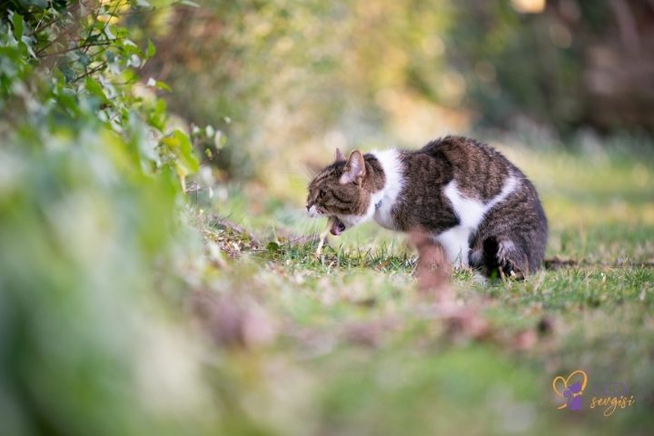 types of vomiting in cats