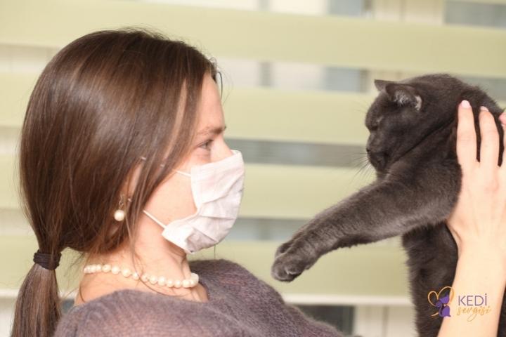 fungal infection in cats-2