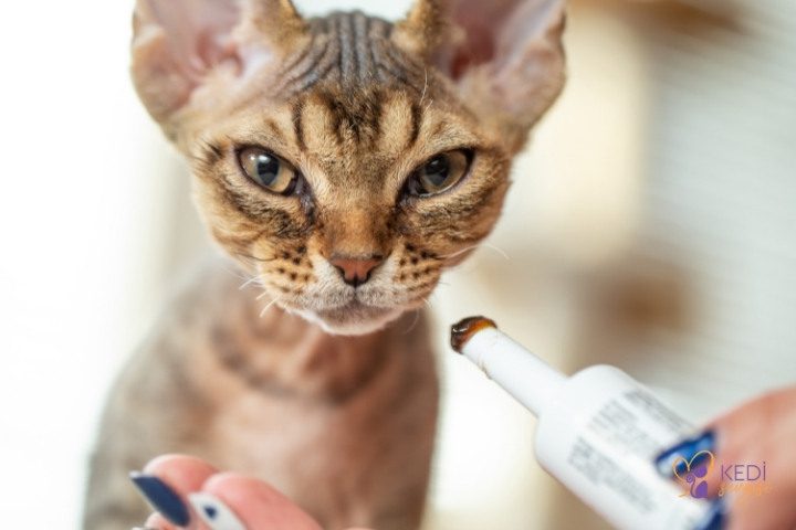 vitamin-deficiency-symptoms-in-cats