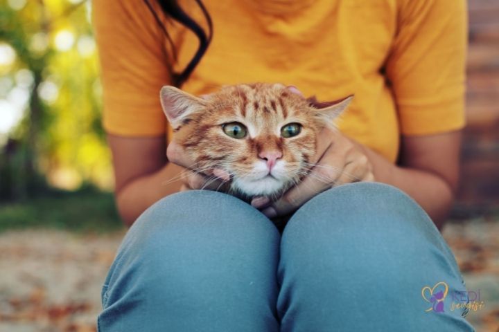 Kızgınlık Dönemi Dişi Kedi Hakkında Bilinmesi Gerekenler