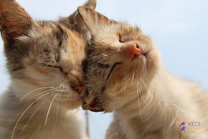 Kızgınlık Döneminde Erkek Kedi Nasıl Rahatlatılır?