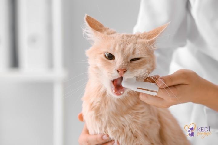 cat-dental-care-2