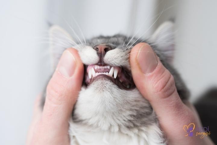 cat-dental-care-3