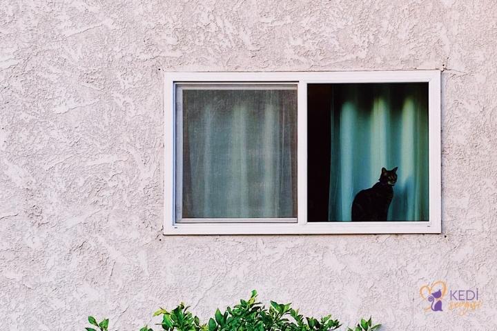 Kediler Evden Neden Kaçar? Kaçan Kedi Geri Döner mi?