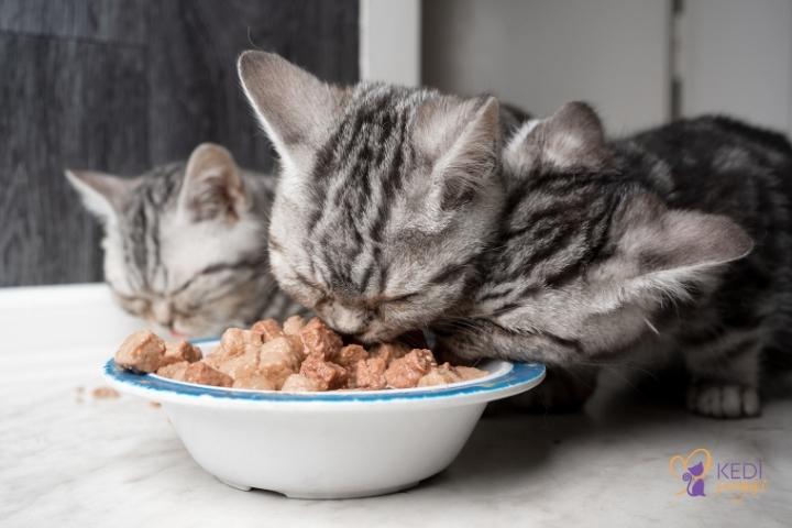 home-made-food-recipes-for-cats-2