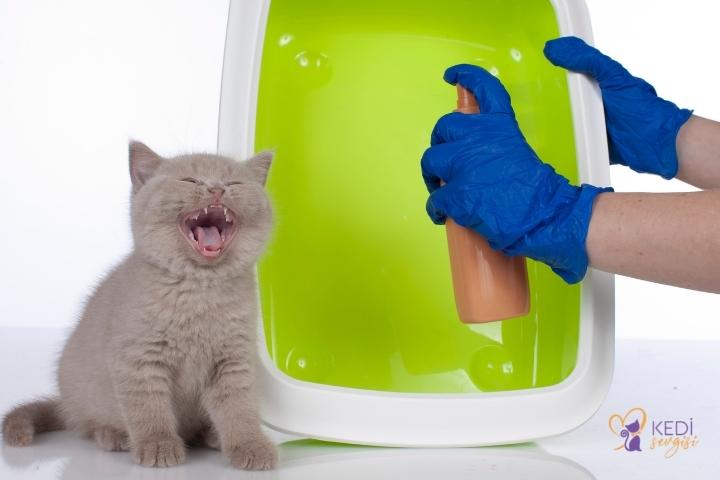 Why Do Cats Have Diarrhea? 5 Causes of Diarrhea in Cats