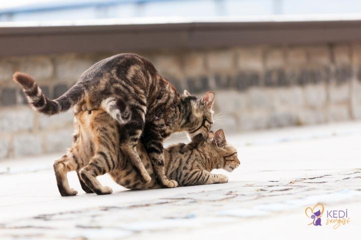 cats-coupling-1